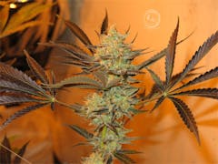 User uploaded image of B-Witched