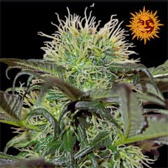 User uploaded image of Bad Azz Kush