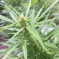 User uploaded image of Bad Azz Kush