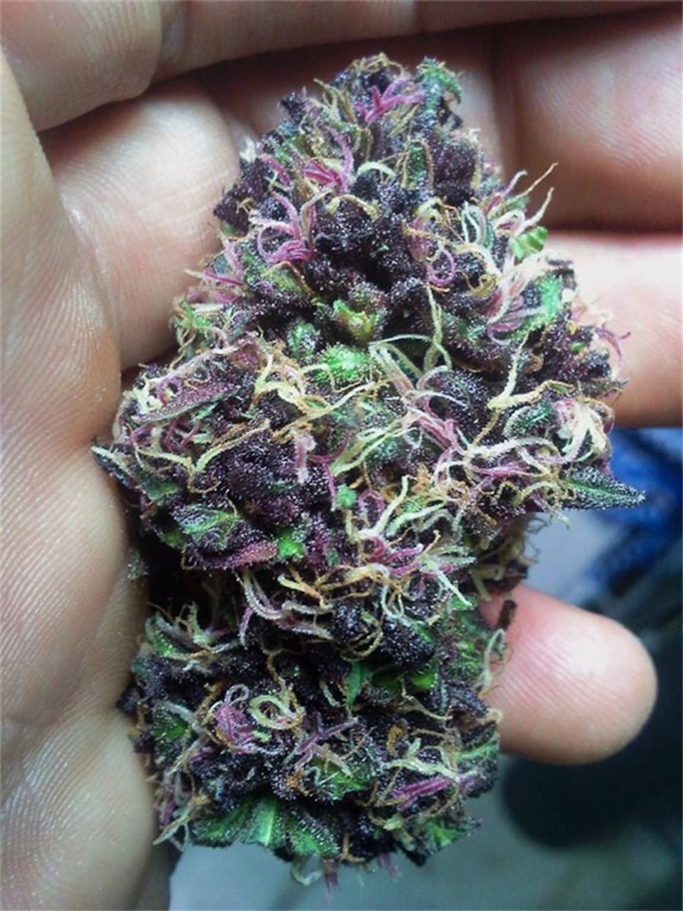 Photos of Banana Kush Weed Strain Buds Leafly