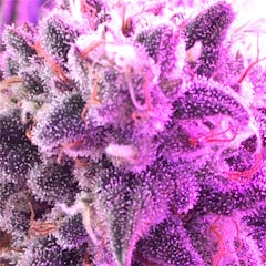 User uploaded image of Banana Kush