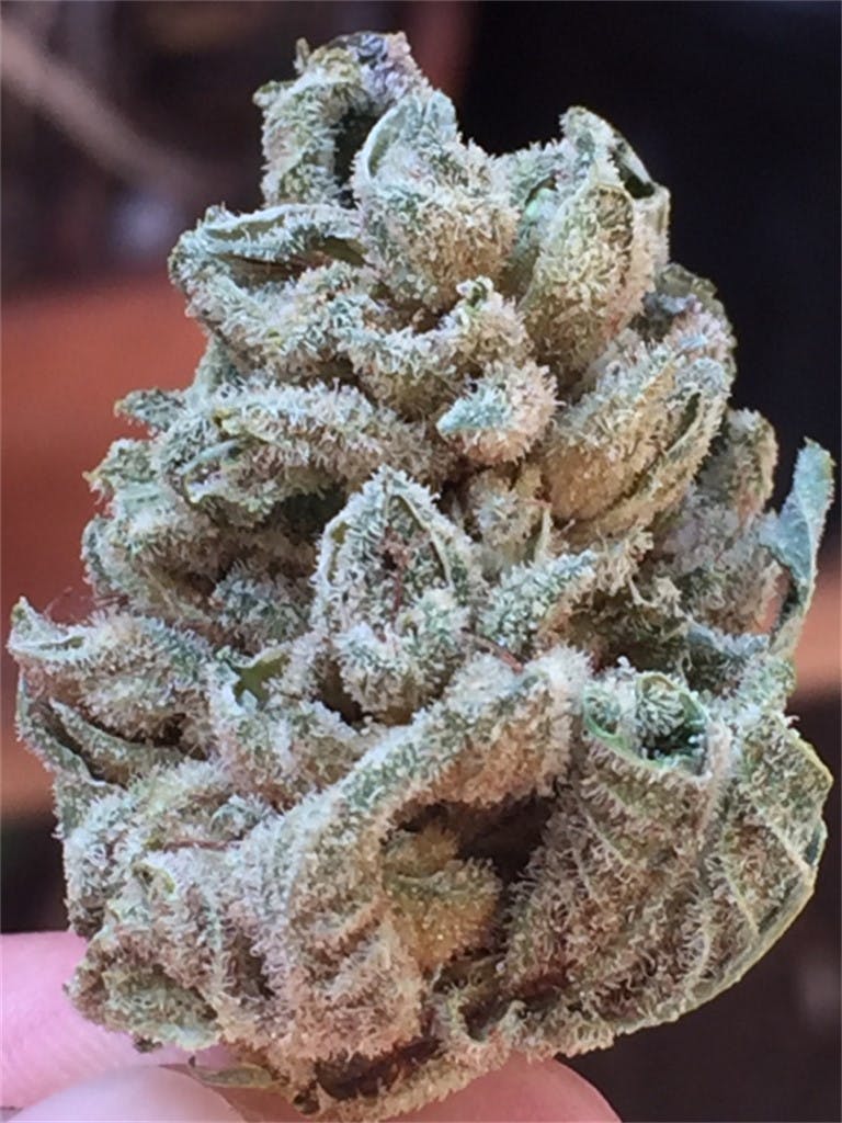 Photos of Banana Kush Weed Strain Buds Leafly
