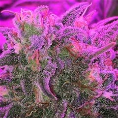 User uploaded image of Banana Kush