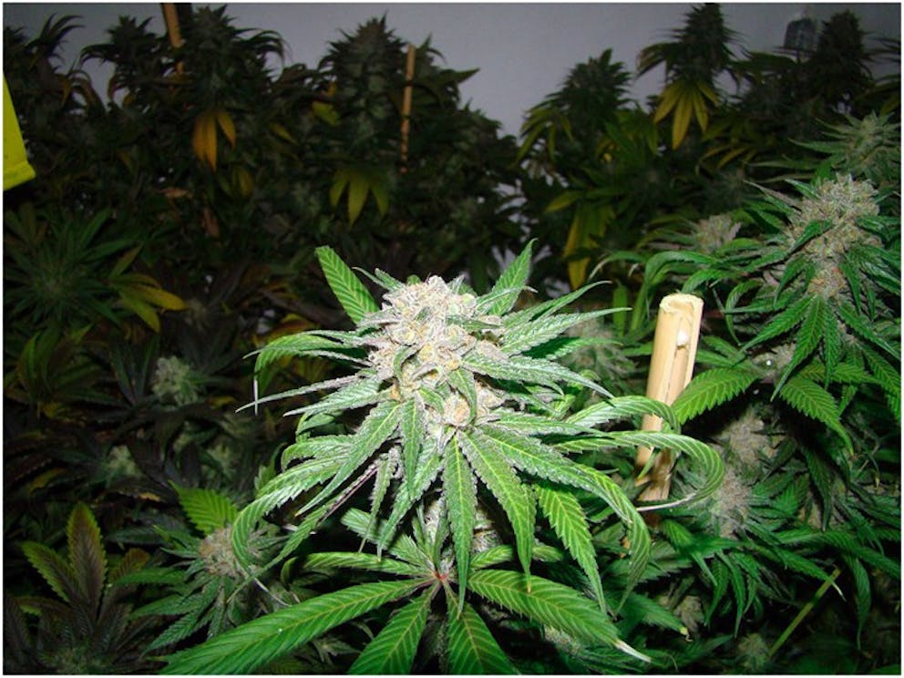 Photos of Banana OG Weed Strain Buds Leafly