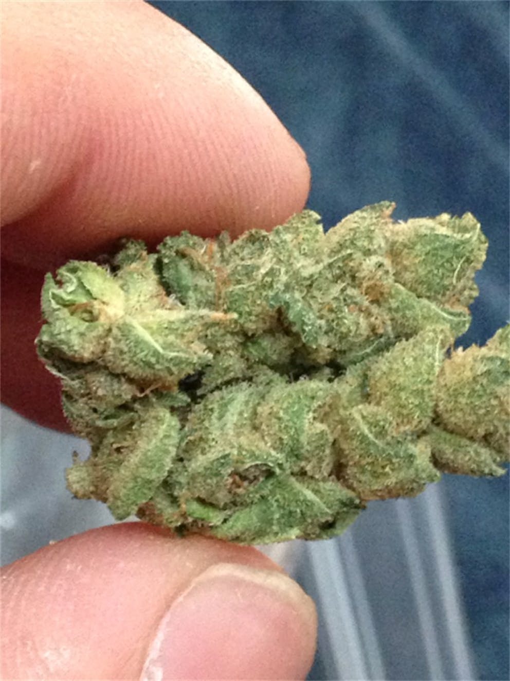 Photos of Banana OG Weed Strain Buds Leafly