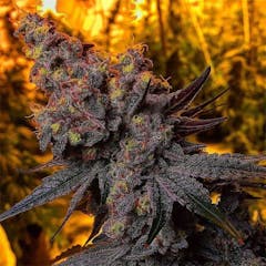 User uploaded image of Banana OG