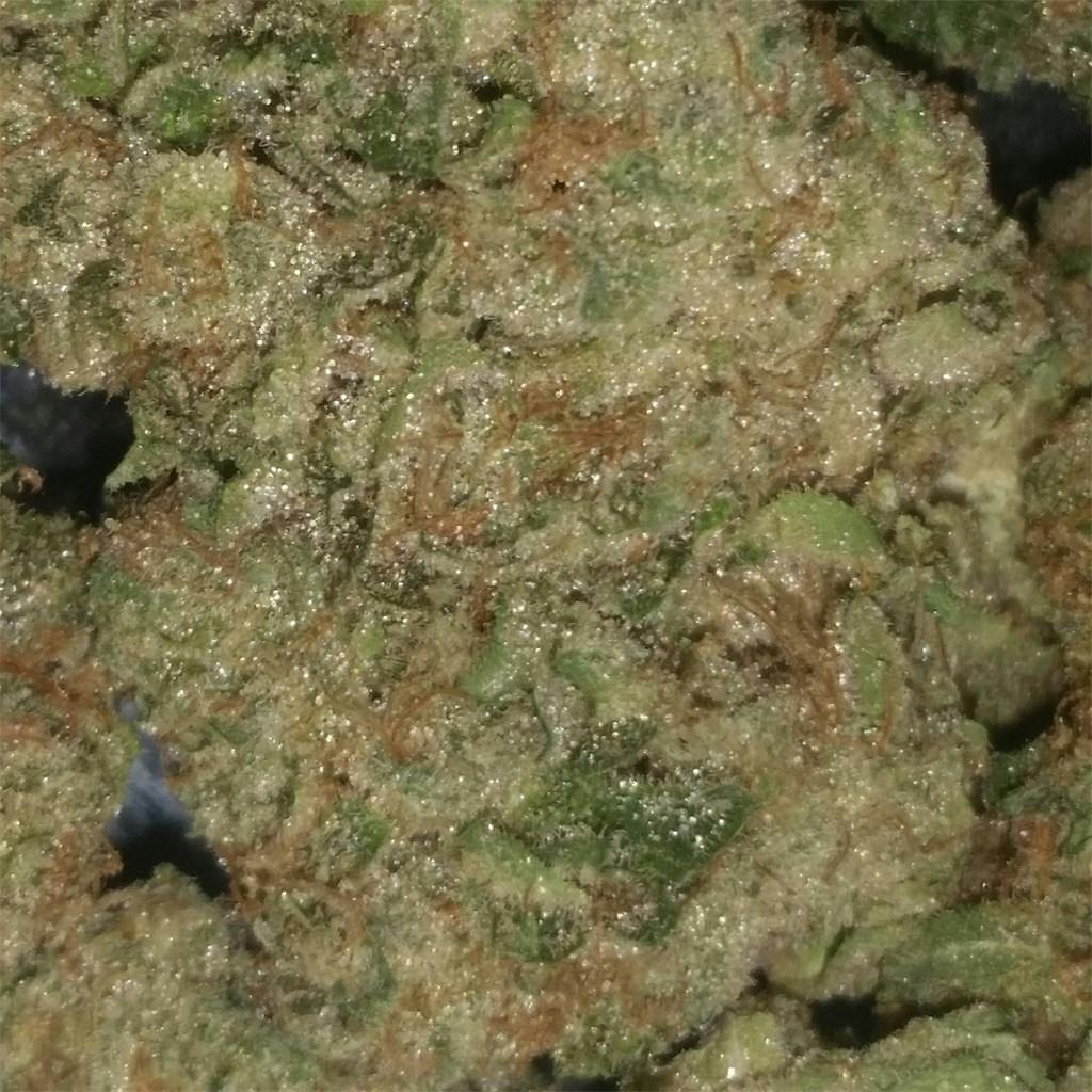 Bananas aka B1, B1 Bananas, Banana Weed Strain Information Leafly