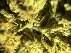 User uploaded image of Bandana