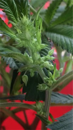 User uploaded image of Bandana