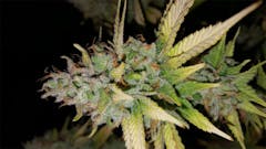 User uploaded image of Bandana