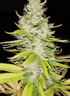 User uploaded image of Bandana