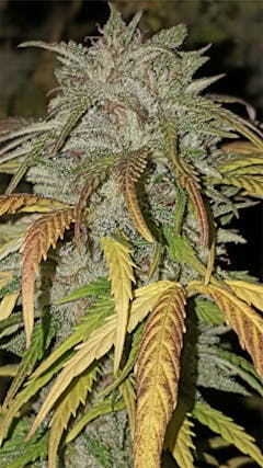 User uploaded image of Bango