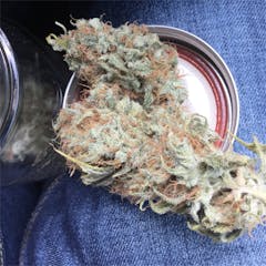 User uploaded image of Barbara Bud