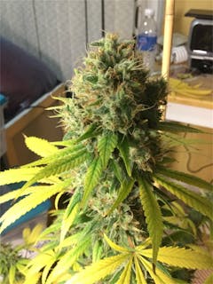 User uploaded image of Barbara Bud