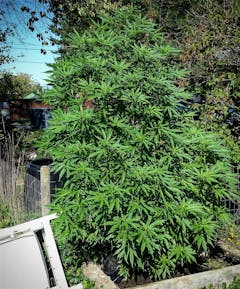 User uploaded image of Barbara Bud