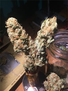 User uploaded image of Barbara Bud