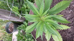 User uploaded image of Barbara Bud