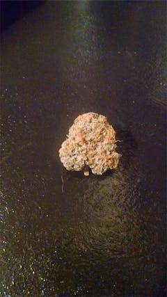 User uploaded image of Bay Dream