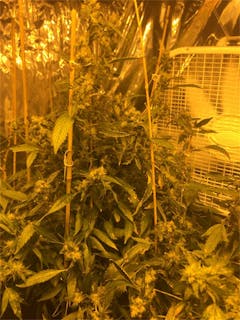 User uploaded image of BC Big Bud