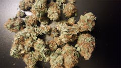 User uploaded image of BC Big Bud