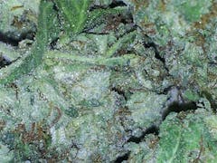 User uploaded image of BC Roadkill