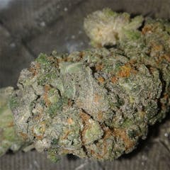 User uploaded image of BC Roadkill