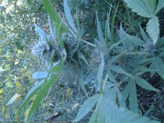 User uploaded image of BC Sweet Tooth