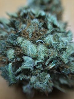 User uploaded image of Beast Mode