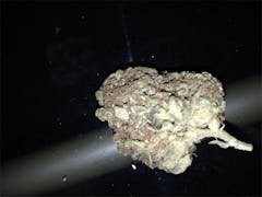 User uploaded image of Berkeley