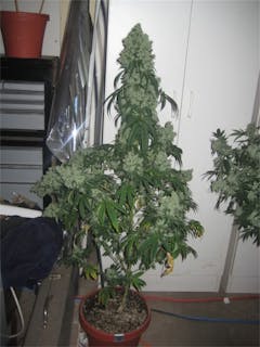 User uploaded image of Berkeley