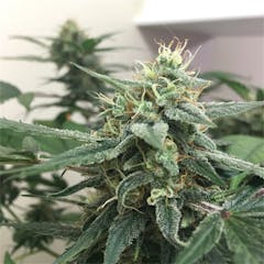 User uploaded image of Berry Bomb