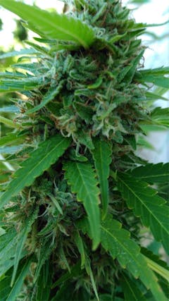 User uploaded image of Berry Bomb