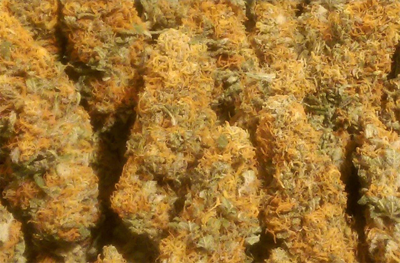 Berry Bomb Weed Strain Information Leafly