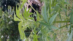 User uploaded image of Berry OG