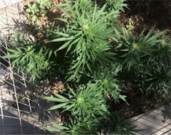 User uploaded image of Berry OG