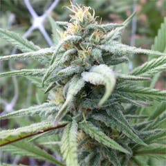 User uploaded image of Berry White