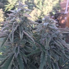 User uploaded image of Berry White