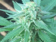 User uploaded image of Biddy Early