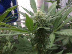 User uploaded image of Biddy Early