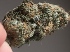 User uploaded image of Biddy Early