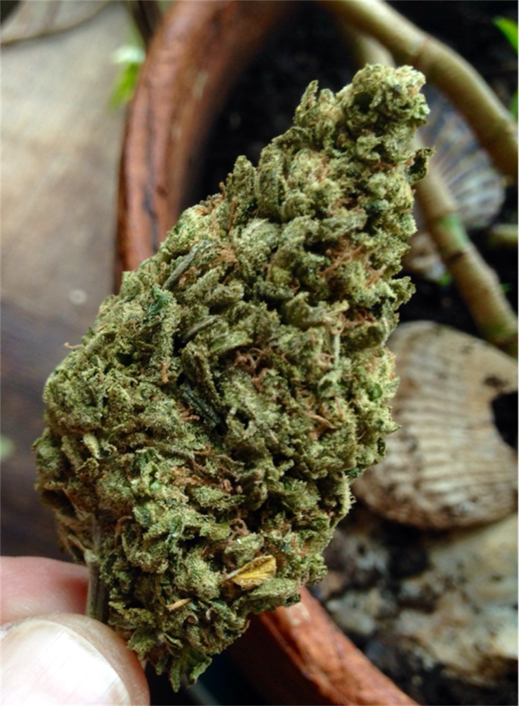 Big Bang Marijuana Strain Review - The Weed Blog