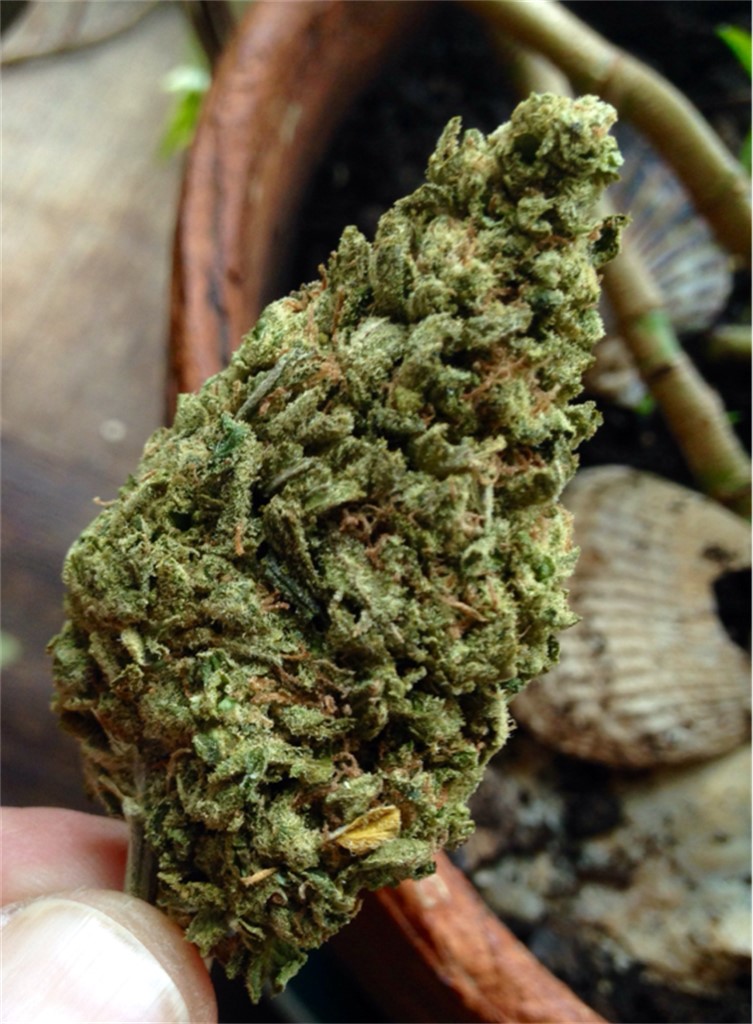 Photos of Big Bang Weed Strain Buds