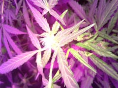 User uploaded image of Big Bang