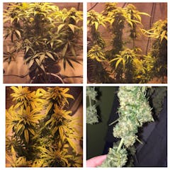 User uploaded image of Big Bud