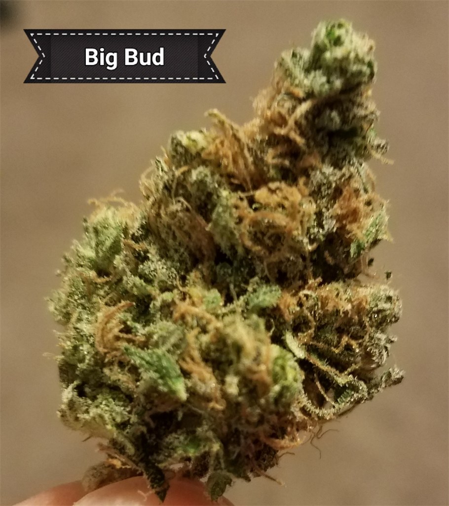 Big Bud Marijuana Strain Information Leafly