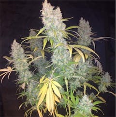 User uploaded image of Big Bud