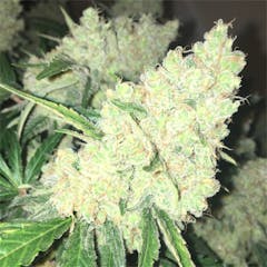 User uploaded image of Big Bud