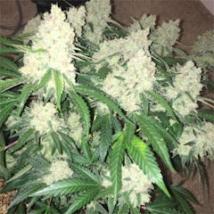 User uploaded image of Big Bud