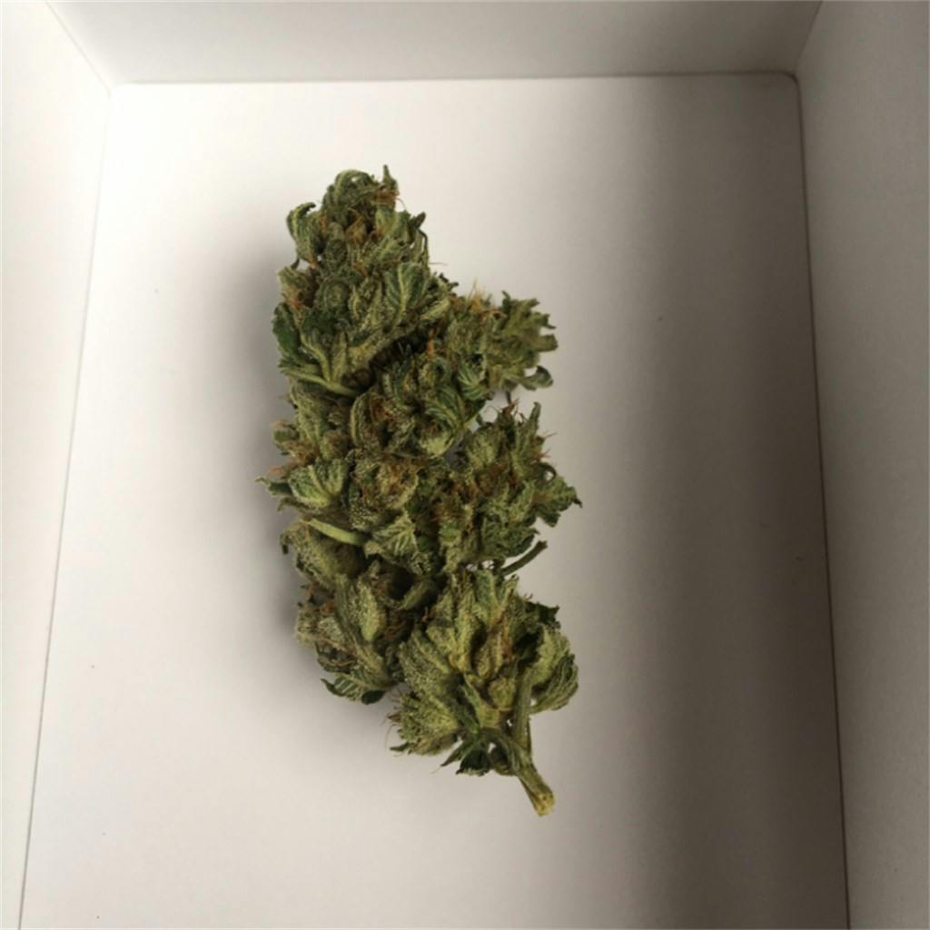 Big Buddha Cheese Weed Strain Information Leafly