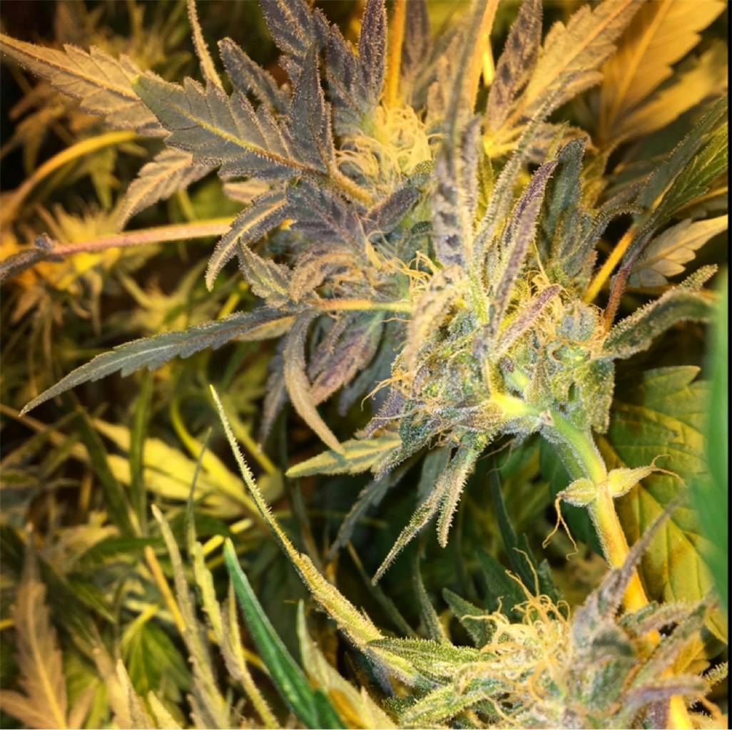 Big Buddha Cheese Weed Strain Information Leafly